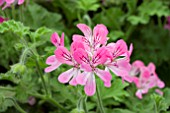 PELARGONIUM PINK CAPRICORN