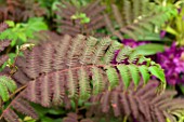 ALBIZIA SUMMER CHOCOLATE