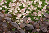 LYSIMACHIA FIRECRACKER AND ASTRANTIA BUCKLAND