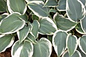 HOSTA EL NINO