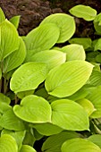 HOSTA FIRE ISLAND