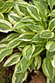 HOSTA HANKY PANKY