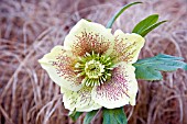 HELLEBORUS ORIENTALIS,  HARVINGTON YELLOW SPOTTED