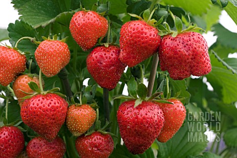 STRAWBERRY_LUCY