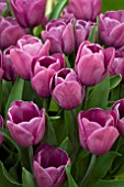 TULIPA MAGIC LAVENDER