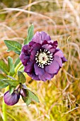 HELLEBORUS ORIENTALIS HARVINGTON DOUBLE PURPLE