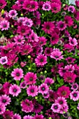 OSTEOSPERMUM SUNNY MARY