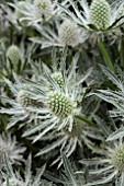 ERYNGIUM QUASAR STAR