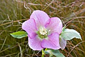 HELLEBORUS ORIENTALIS HARVINGTON PINK