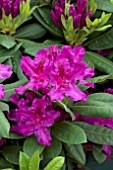 RHODODENDRON AZURRO