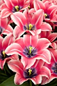 TULIPA YOYINA