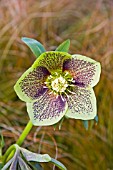 HELLEBORUS ORIENTALIS,  HARVINGTON GREEN SPOTTED