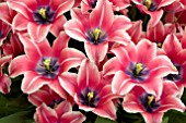 TULIPA YOYINA