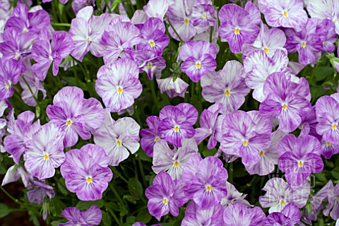 VIOLA_MYFANWY