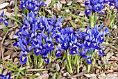 IRIS RETICULATA WINGED VICTORY