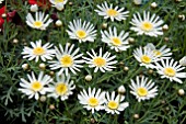 ARGYRANTHEMUM LEMON ANEMONE