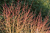 CORNUS MIDWINTER FIRE