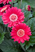 GERBERA GARVINEA FLEURIE