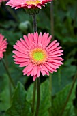 GERBERA GARVINEA LILIAN