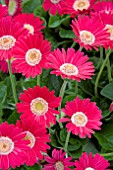 GERBERA GARVINEA LISA