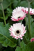 GERBERA GARVINEA NIKKI