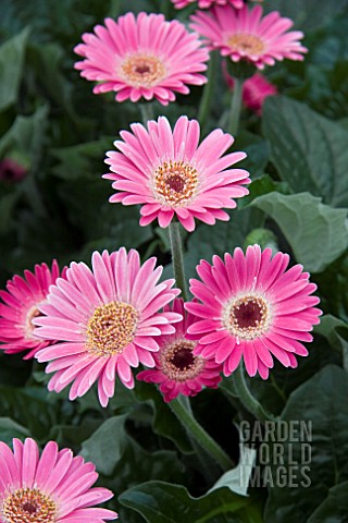 GERBERA_GARVINEA_PAM