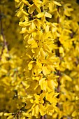 FORSYTHIA WEEKEND