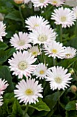 GERBERA GARVINEA VALERIE