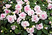 IMPATIENS FIESTA APPLEBLOSSOM