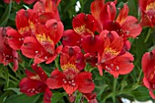 ALSTROEMERIA INTICANCHA DOBO