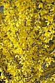 FORSYTHIA WEEKEND