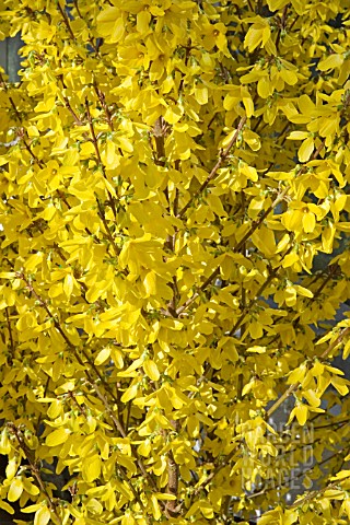 FORSYTHIA_WEEKEND