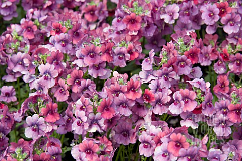 NEMESIA_FRAMBOISE