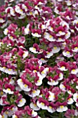 NEMESIA RASPBERRIES AND CREAM