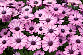 OSTEOSPERMUM ASTRA MINI PINK