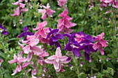 SALVIA CLARYSSA