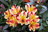 ALSTROEMERIA INDIAN SUMMER