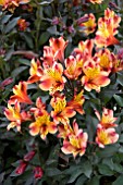 ALSTROEMERIA INDIAN SUMMER