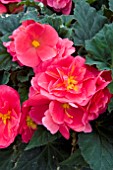 BEGONIA FORTUNE DEEP ROSE SHADES