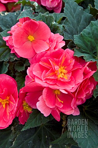 BEGONIA_FORTUNE_DEEP_ROSE_SHADES