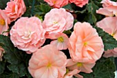 BEGONIA FORTUNE PEACH SHADES