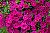 CALIBRACHOA MILLION BELLS BRILLIANT PINK