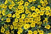 CALIBRACHOA MILLION BELLS PURE GOLD