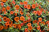 CALIBRACHOA MILLION BELLS CRACKLING FIRE