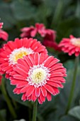 GERBERA GARVINEA CINDY