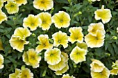 PETUNIA DESIGNER SUNDROPS