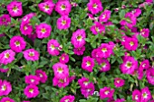 PETUNIA SUPERCAL PINK ICE