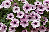 PETUNIA SURFINIA COMPACT PURPLE VEIN