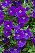 PETUNIA SURFINIA PATIO BLUE