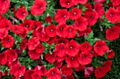 PETUNIA SURFINIA SCARLET RED